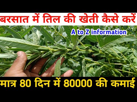 बरसात में तिल की खेती कैसे करें || Barsat Me Til Ki Kheti Kaise Karen || Til Ki Kheti || तिलकीखेती