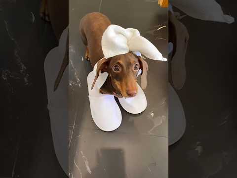 When Munna was imitating his mistress #viralshort #youtubeshorts #dog