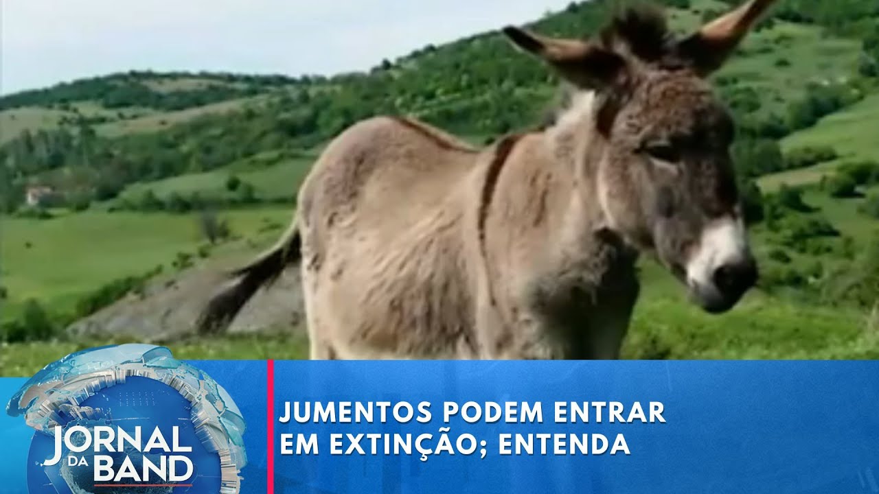 Jumentos podem entrar em extinção entenda
