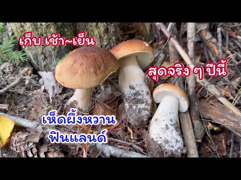 เก็บเห็ดฟินแลนด์สุดจริงปีนี้!เก็บเห็ดผึ้งหวานขายเห็ดสร้างราย