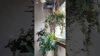 芹沢邸の植物たち、二階階段先踊り場の窓辺。 #garden #plants #green #japan #cute #gardening #
