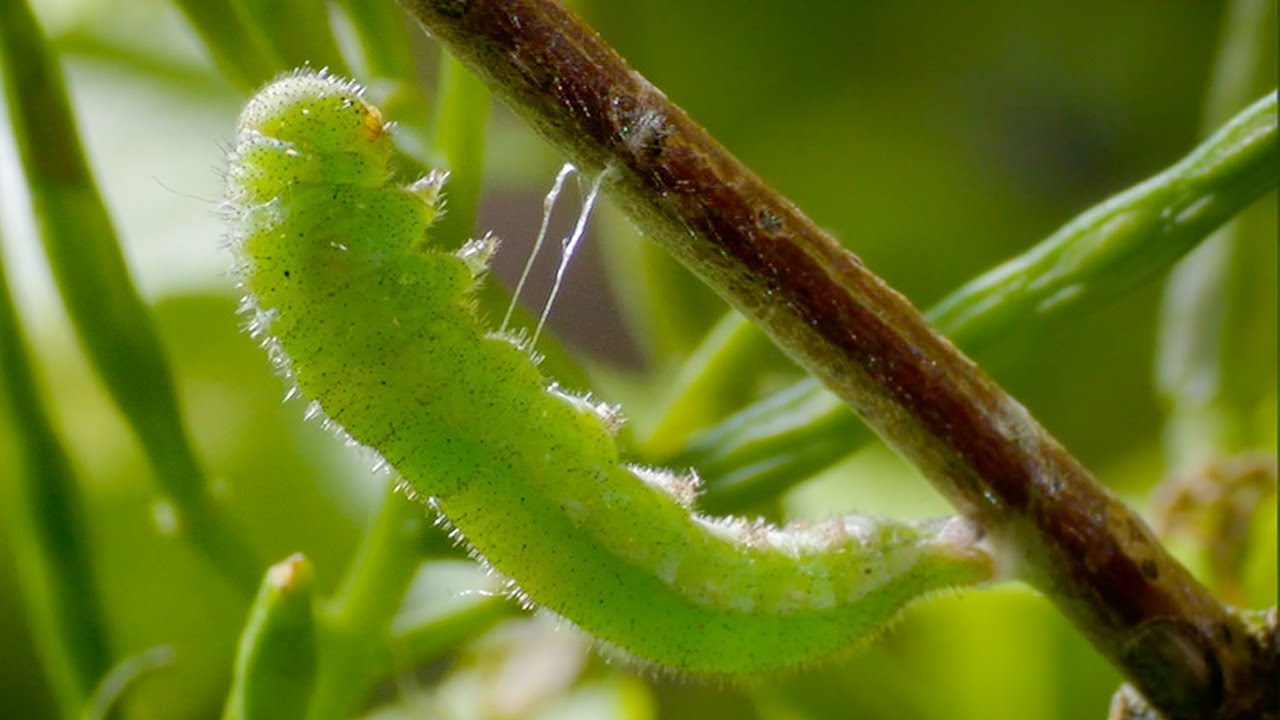 Caterpillar Cocoon Timelapse BBC Earth