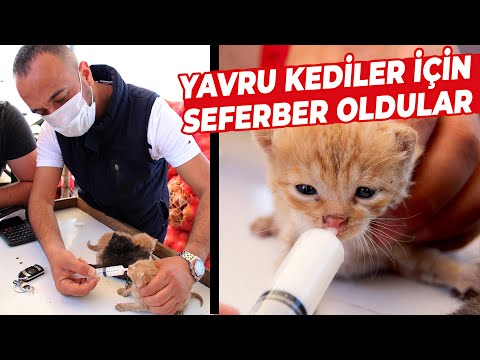Kamyonetinde Son Anda Fark Edip Bulduğu Yavru Kedileri Şırınga ile Besliyor