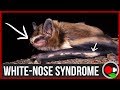 White Nose Syndrome and Bat Conservation