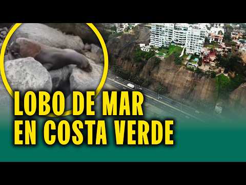 Encuentran lobo marino varado en playa de Lima: "No guarda relación con oleajes anómalos"
