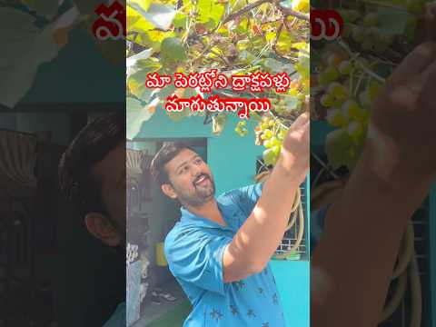 మా పెరట్లోని ద్రాక్షపళ్లు మాగుతున్నాయి #grape #gardening #homegarden #shorts #trending #harvest