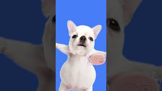 funny dog