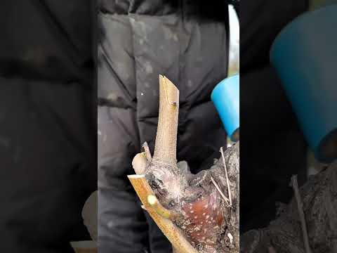 pruning tree branches #satisfying #shorts