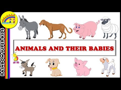 Animals and their Young Ones - Animals & their Babies - Best Learning Videos