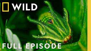 Thumbnail for the video "Inside China's Secret Jungle (Full Episode) | Hidden Kingdoms of China | Nat Geo Animals" from Nat Geo Animals
