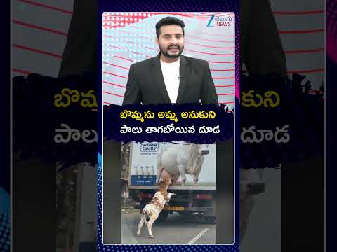 Little Calf Mistook a Cow’s Photo for Its Mother! | బొమ్మను అమ్మ అనుకుని పాలు తాగబోయిన దూడ | ZEE