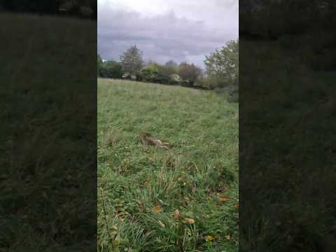 Ce lièvre ne voulait pas sortir du roncier après un bel arrêt d'Olympe et d’Ulysse!