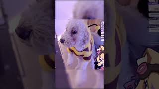 Best Boi has Entered the Arena