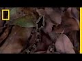 Snake Defense Mechanisms and Adaptations