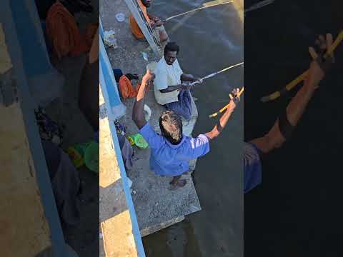 😱 Big Mullet Fishing