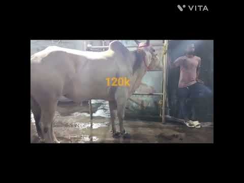 Marufa haat&kilkhana haat 2025 vlog|| #bakramandi