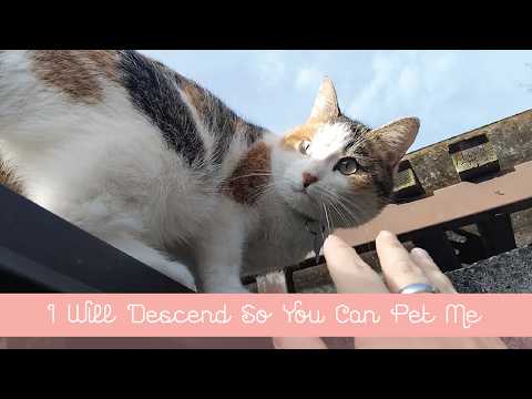 💖 I Will Descend So You Can Pet Me 💖