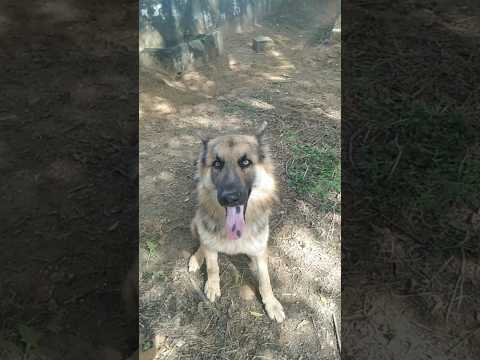 #germanshepherd #trending #viral #viralshorts #shorts #viralvideo