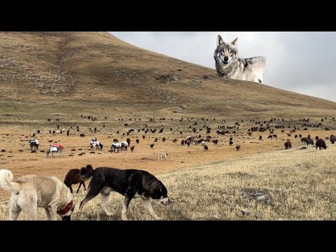 DURMAK BİLMEYEN YAĞMURLAR HER YERİMİZ ISLANDI - KURT TEPEDEN KOYUNLARI İZLİYOR  ( 4K )