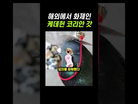 외국인들 집사에게 유행중인 '코리안 갓'
