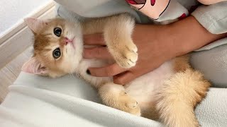 자기가 아직도 아기인 줄 아는 고양이