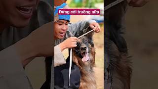 Thích cởi truồng mà bắt nhỏ mặc đồ 😆 #shorts #tonytv #pets