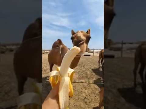 ऊंट एक बार मे कितना पानी पी सकता है ( Camels drinks water capacity )