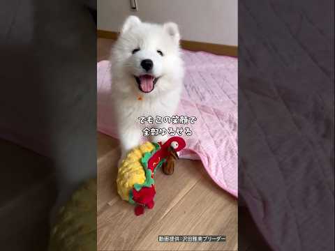 これを見たらあなたもサモエドの虜!愛おしすぎる「サモエドスマイル」#shorts #サモエド