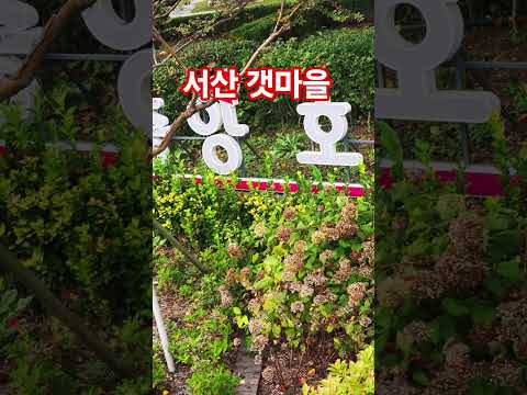 서산 갯마을 - 나훈아 #서산 #호수공원 #힐링 #여행 #트로트 #추억 #대중가요 #조미미 #나훈아 #심동식tv