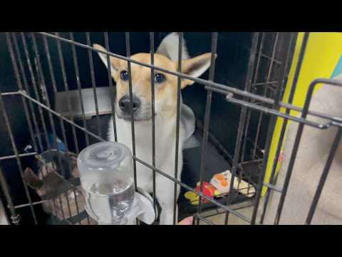 犬用牛乳を独り占めした罪により収監される元保護犬