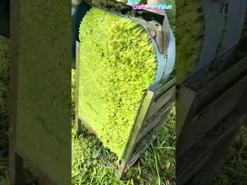 The pruning skills of water spinach stems