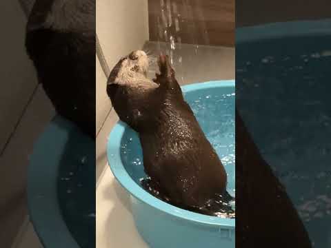 Secret Otter Spa Moment 🛁