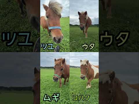 おひぼく人気投票‼️ 上位何頭かは特別に…　#ミニチュアホース #馬#ポニー #horse #pony #minihorse #おひさま牧場 #北海道#観光スポット #動物#animal #ペット