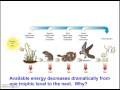 Ecosystem Energy and Food Chains