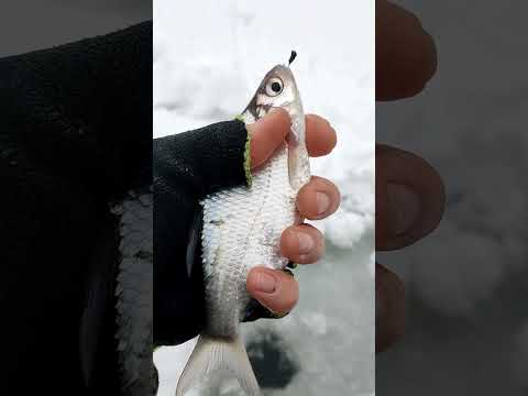 Зимнее утро на Проне — это особый вид терапии ❄️🎣