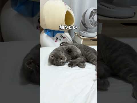 #猫 #猫好きさんと繋がりたい #猫動画 #子猫 #ねこ #猫あるある #猫のいる生活 #可愛い猫 #猫のいる暮らし #ねこ動画