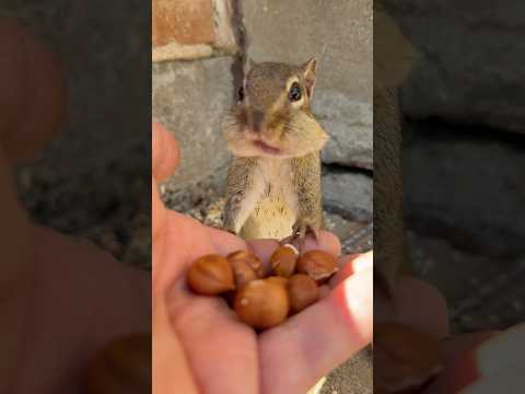 Baby Squishy wanted to wish a Happy Birthday to Chris #shorts #chipmunks #babysquishy #happybirthday