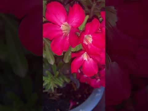 Enjoy with beautiful flowers at night #sorts #flower #beautful#youtubeshorts #trendingshorts