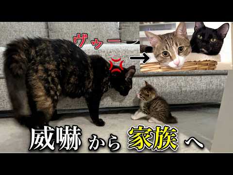 【感動】威嚇する先住猫と怯えていた子猫が本当の家族になるまで