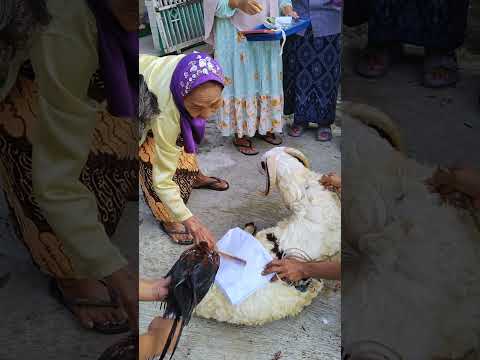 Begini kalo qurban dikampung halaman #shorts #iduladha #idulqurban #lebaran