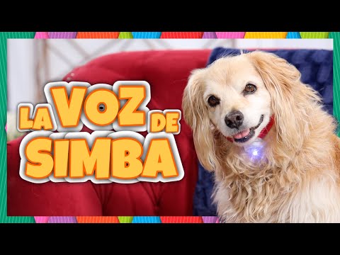 Daniel El Travieso - SIMBA POR FIN HABLA!