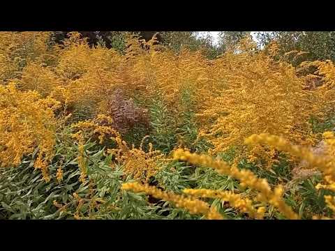 Золотарник і бджоли