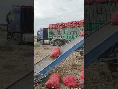 Truck Loading conviar belt 😱😱😱#youtubeshorts #machine #shortsviral