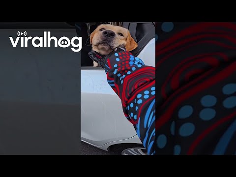 Motorcycle Rider Stops to Pet Dog || ViralHog