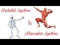 Muscular and Skeletal System Functions