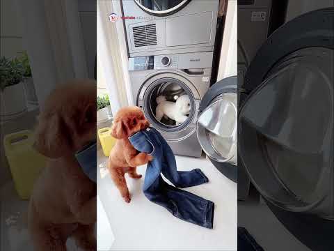 The Bichon Was Having Fun… Until He Saw the Mirror 😂😭 #shorts  #funnydogs  #petcomedy #puppy  #pets