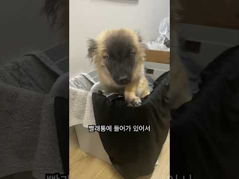 노을이 귀여운 행동 TOP 3 #shorts