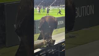 Attila is ready for Eintracht Frankfurt 🦅