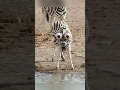 This Zebra Woke Up and Chose VIOLENCE π¦π³