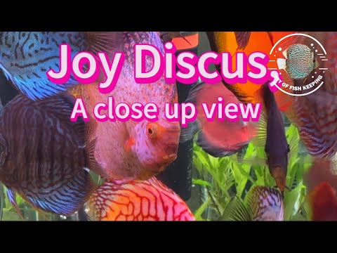 Discus at Joy. A close up look Total of  23 shown , 2 in treatment for underweight. Enjoy these lively color with soft pleasing  mu